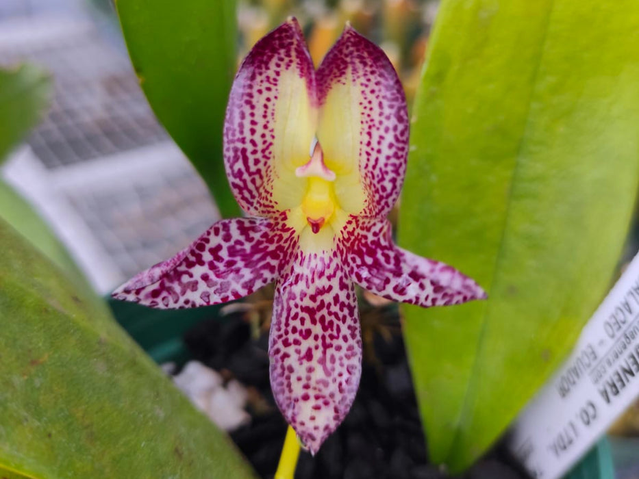 Bulbophyllum macranthum