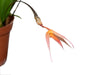 Bulbophyllum macrochilum