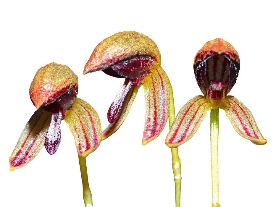 Bulbophyllum maquilingense