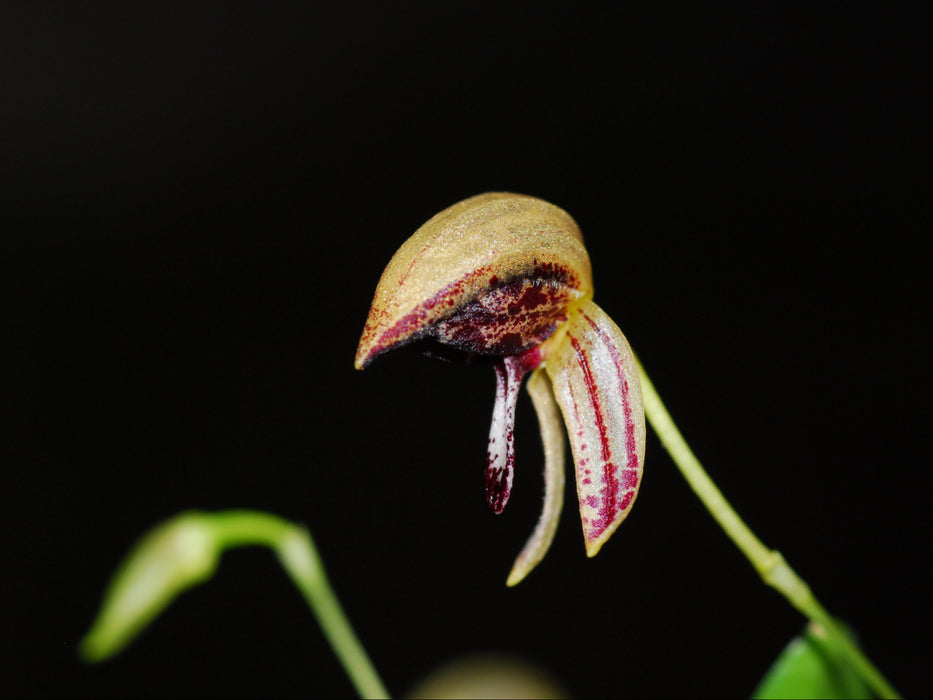 Bulbophyllum maquilingense