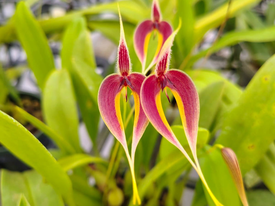 Bulbophyllum maxillare