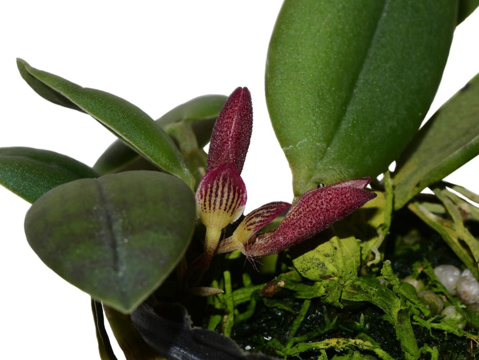 Bulbophyllum mirum