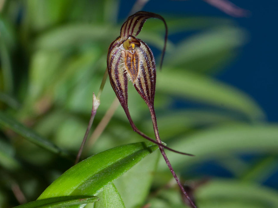 Bulbophyllum odontopetalum