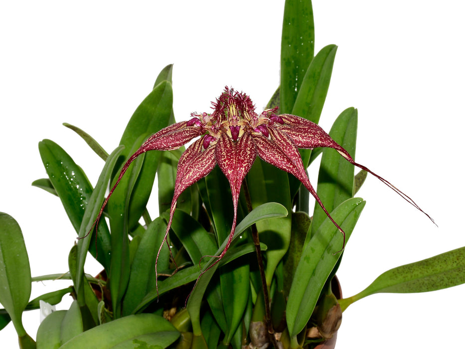 Bulbophyllum rothschildianum .