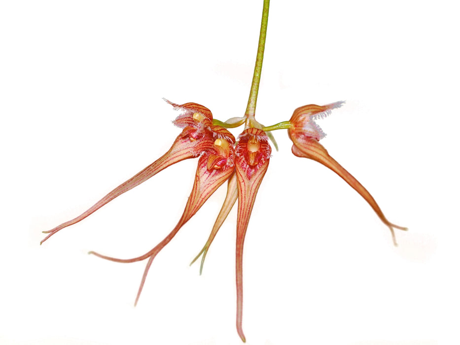 Bulbophyllum sanguineopunctatum