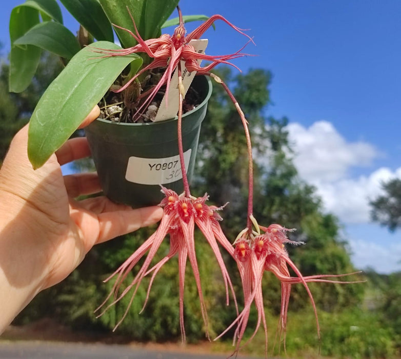 Bulbophyllum sanguineopunctatum