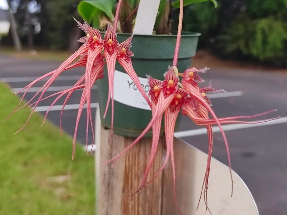 Bulbophyllum sanguineopunctatum