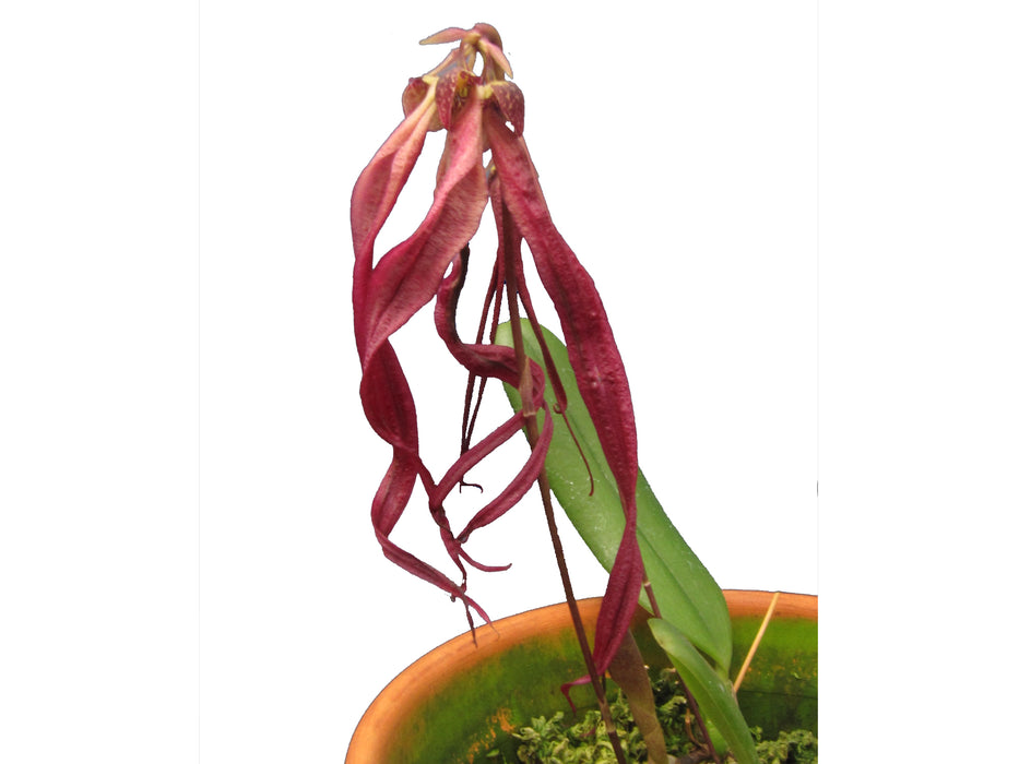 Bulbophyllum treschii