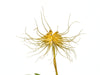 Bulbophyllum vaginatum