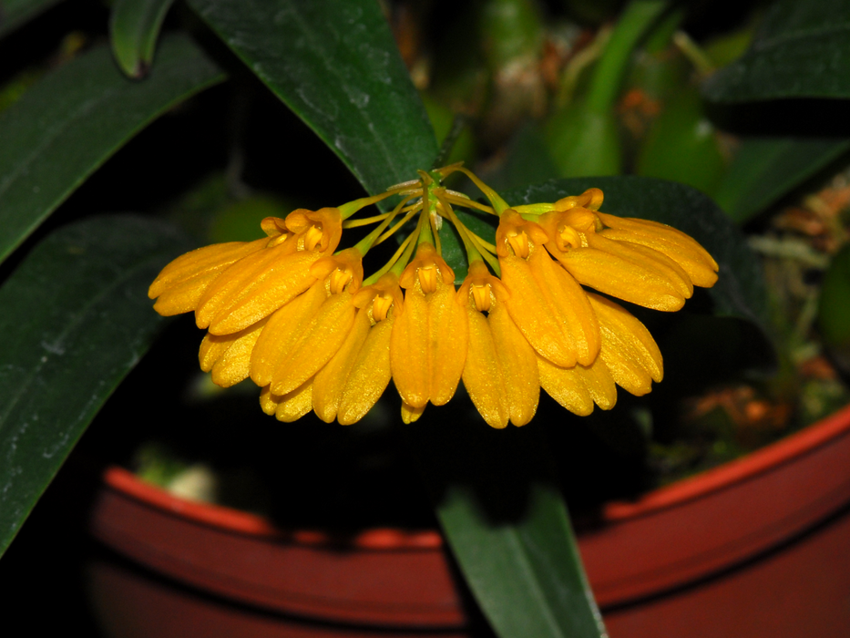 Bulbophyllum vietnamense