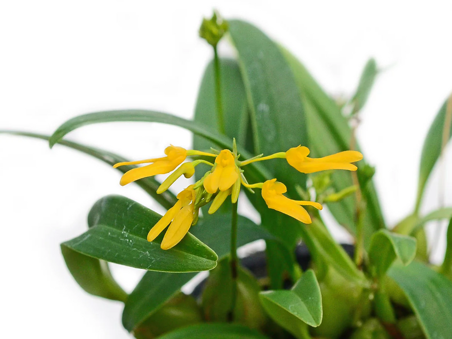 Bulbophyllum vietnamense