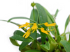 Bulbophyllum vietnamense