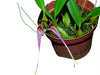 Bulbophyllum biflorum