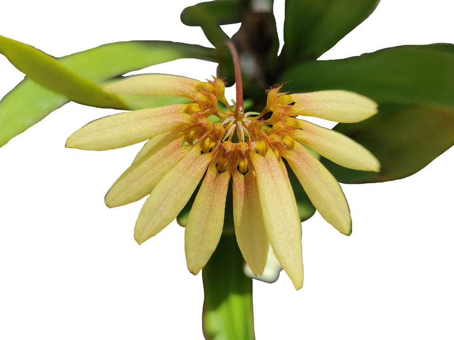 Bulbophyllum cumingii var. flavences