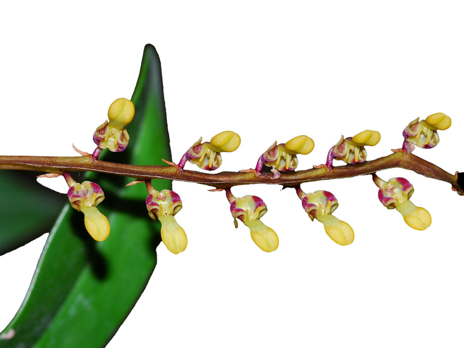 Bulbophyllum falcatum