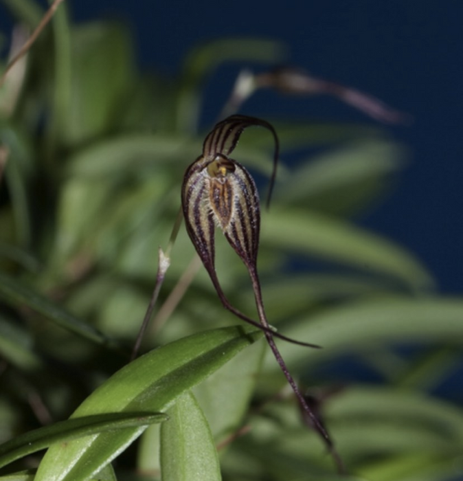 Bulbophyllum intertextum