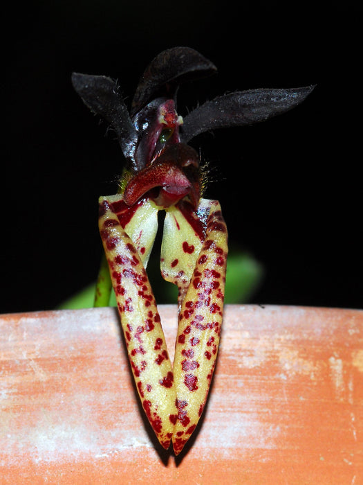 Bulbophyllum lasiochilum dark
