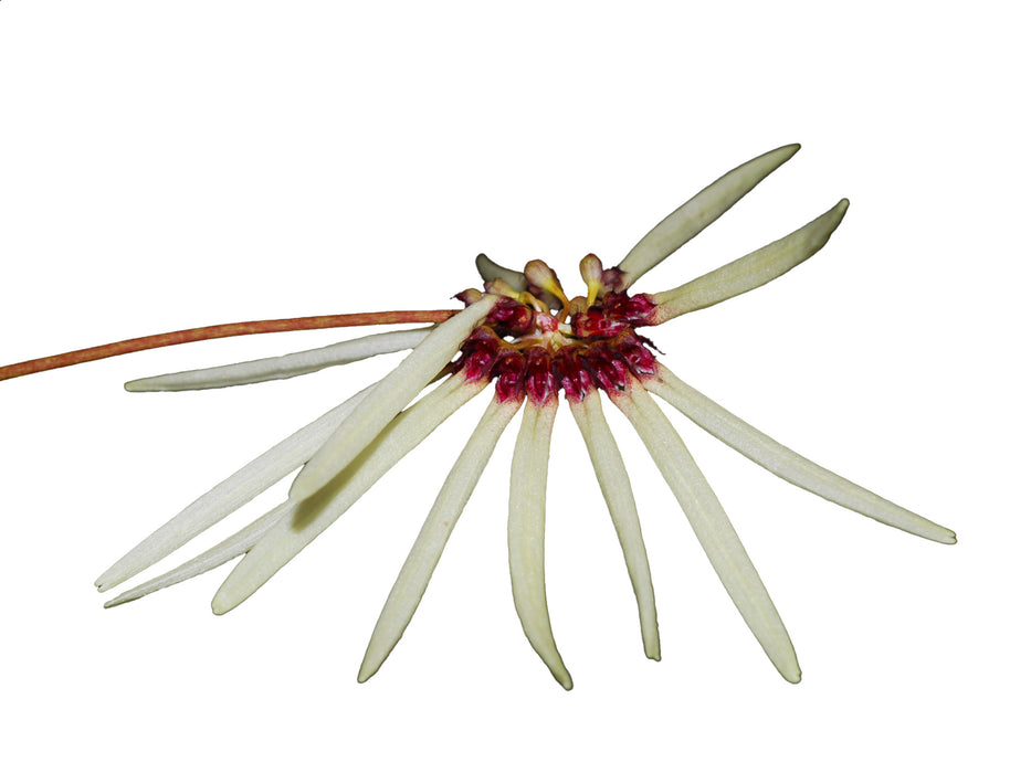 Bulbophyllum makoyanum