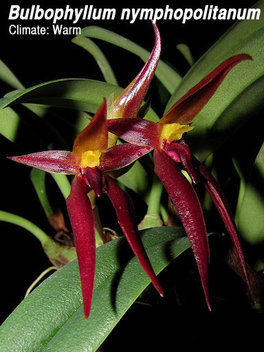 Bulbophyllum nymphopolitanum