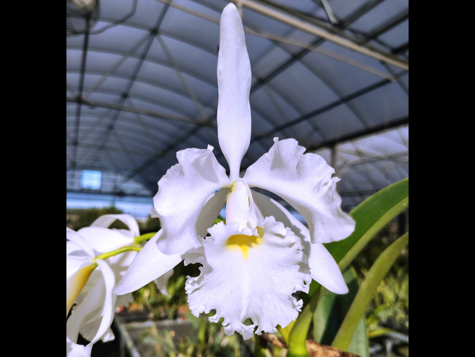 Cattleya Adrienne de Wavrin f. alba