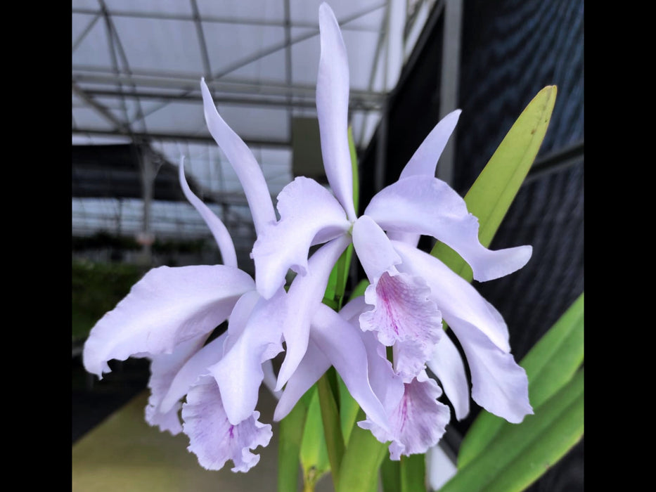 Cattleya Amazone f. coerulea