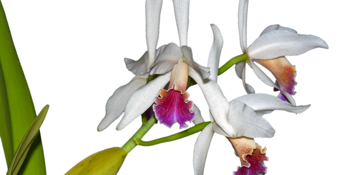 Cattleya Arcadio Arosemena - Pink Purple White Hybrid Orchid