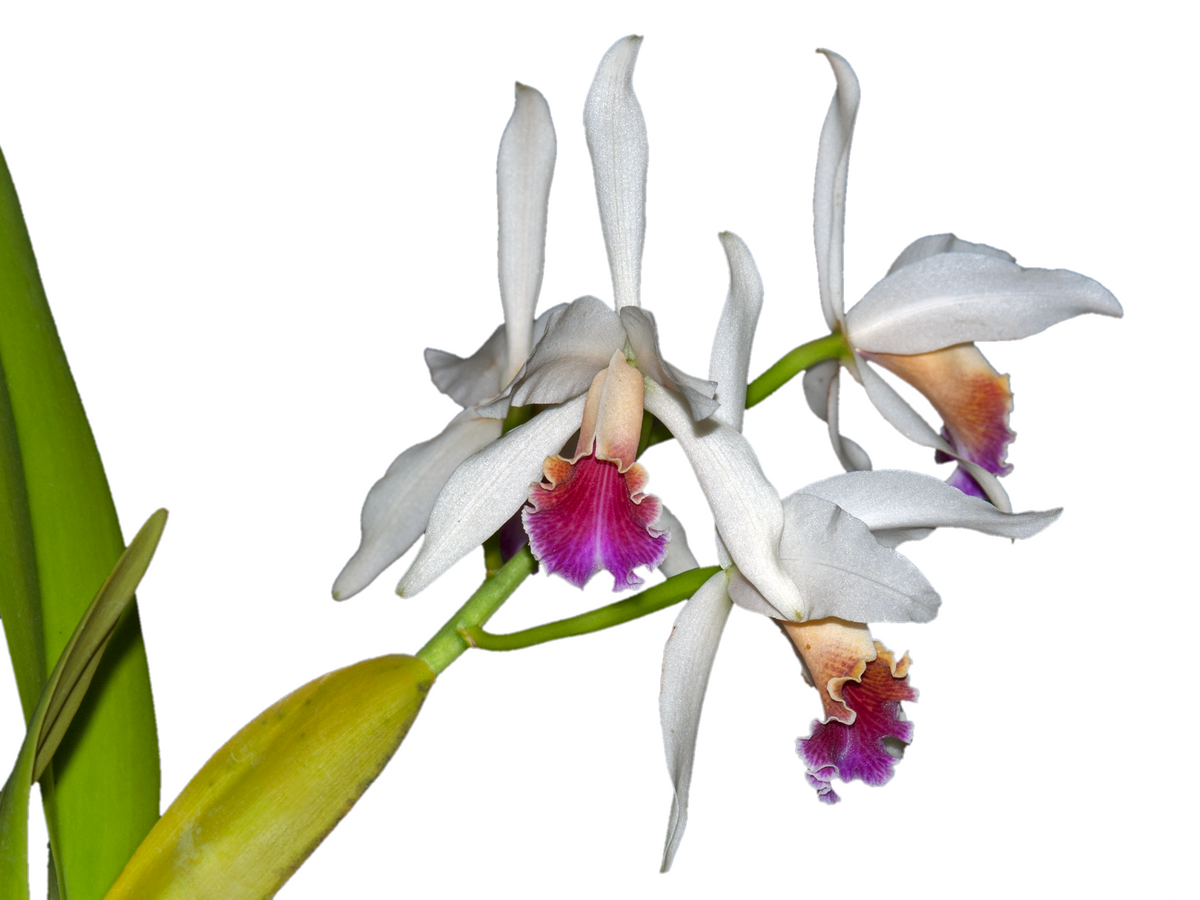 Cattleya Arcadio Arosemena - Pink Purple White Hybrid Orchid