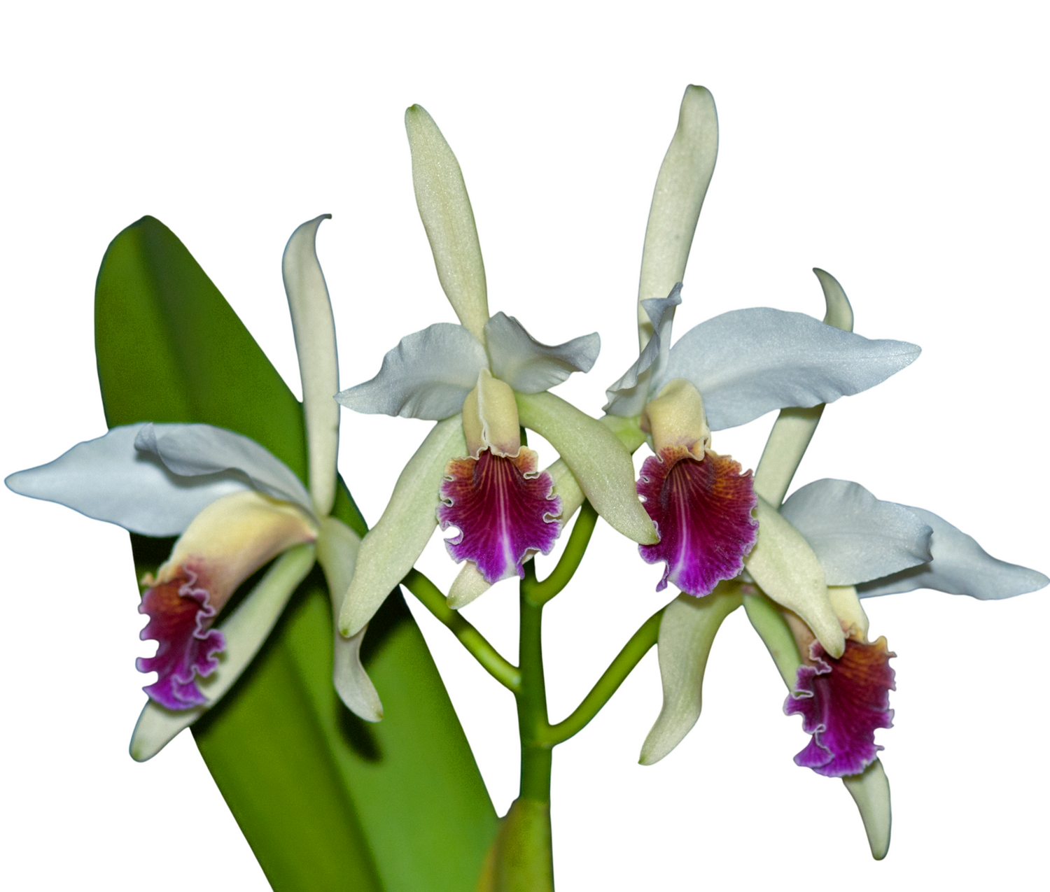 Cattleya Arcadio Arosemena