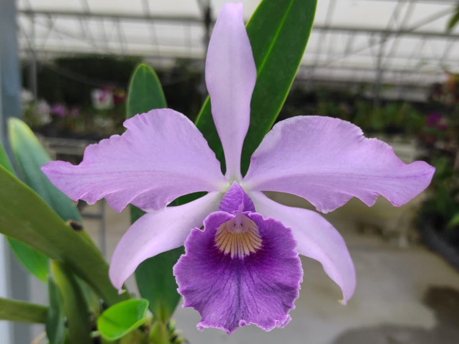 Cattleya Canhamiana f. coerulea 'Azure Sky'