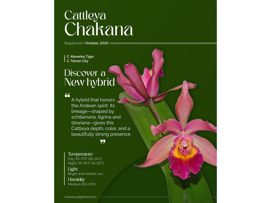 Cattleya Chakana
