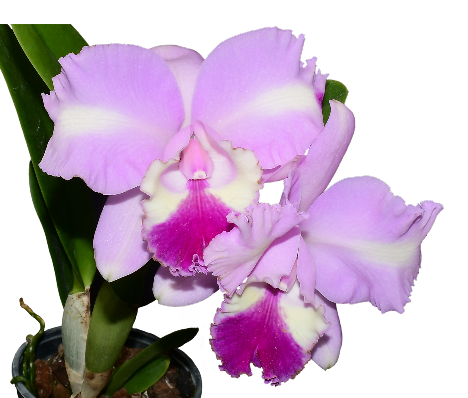 Cattleya Delta Fire Wing