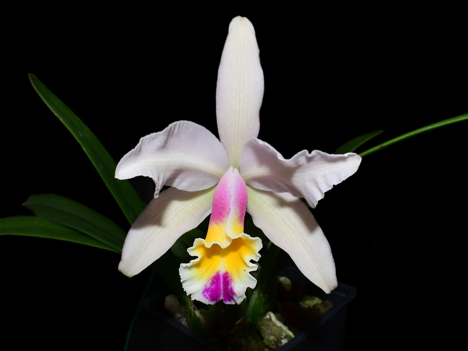 Cattleya Luciana C