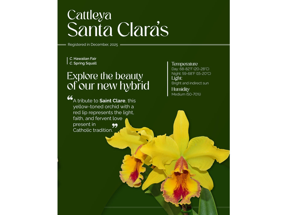Cattleya Santa Clara’s