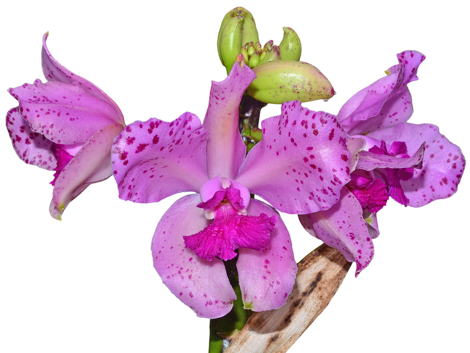 Cattleya amethystoglossa