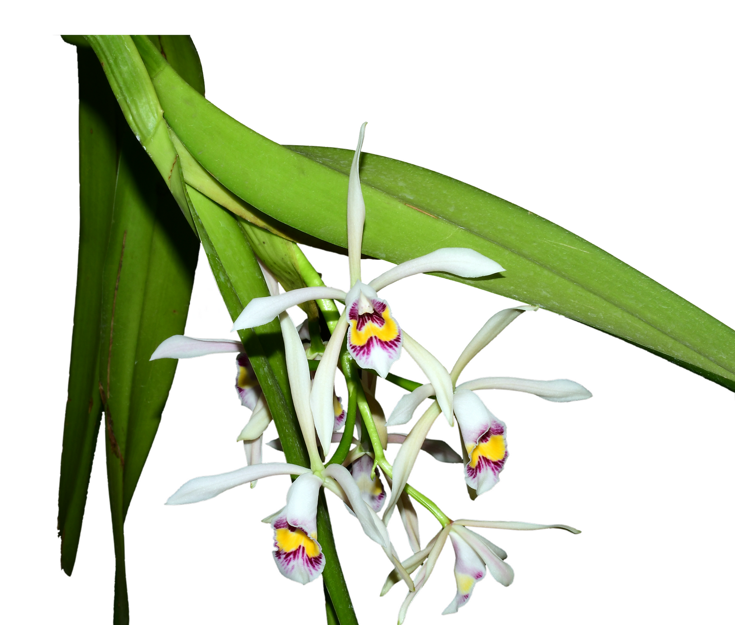 Cattleya iricolor