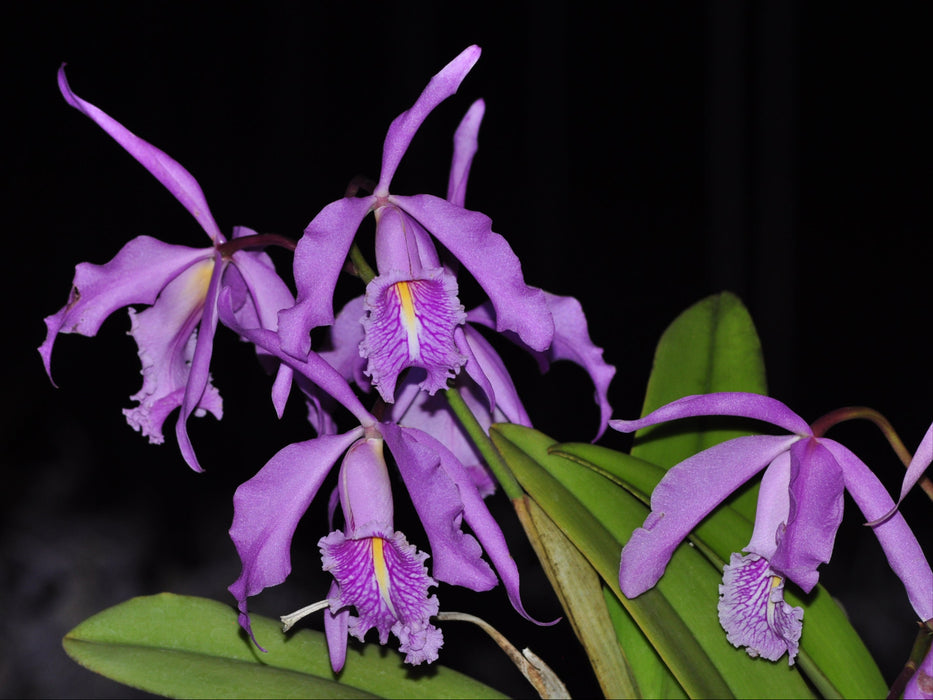 Cattleya maxima tall