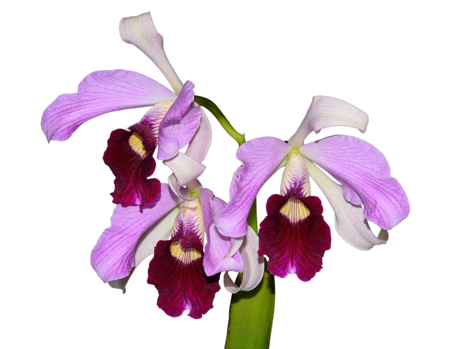 Cattleya purpurata var. atropurpurea