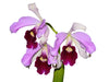 Cattleya purpurata var. atropurpurea