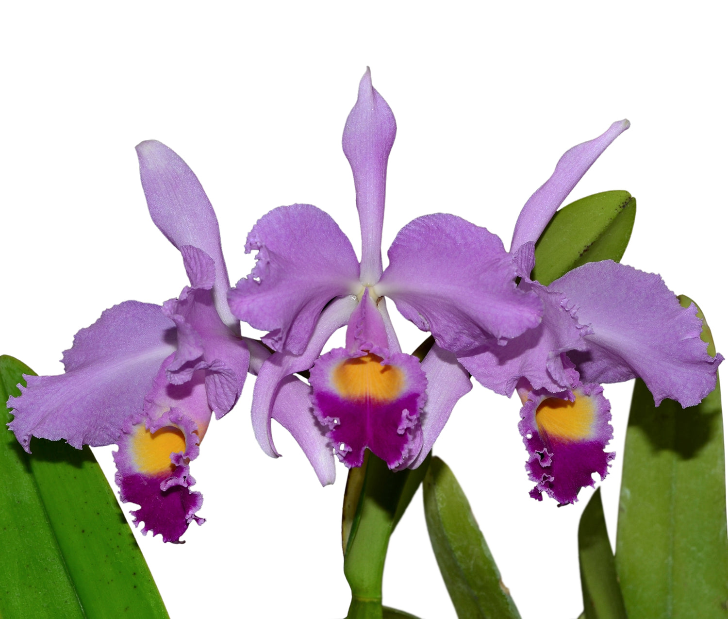 Cattleya trianae