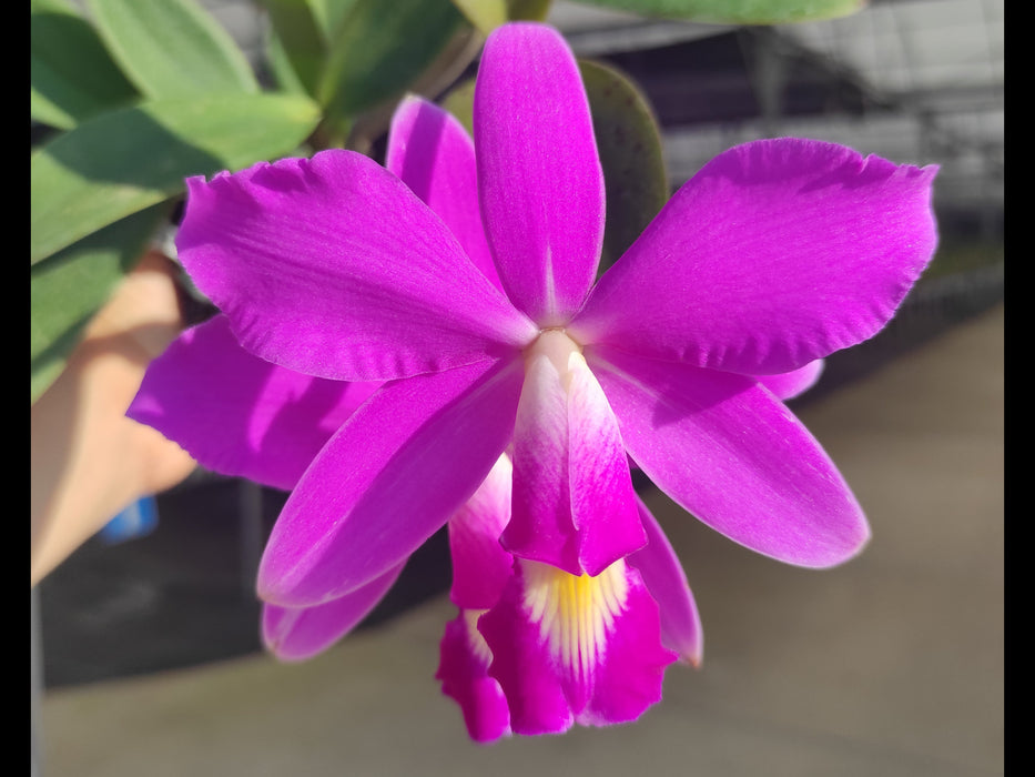 Cattleya violacea