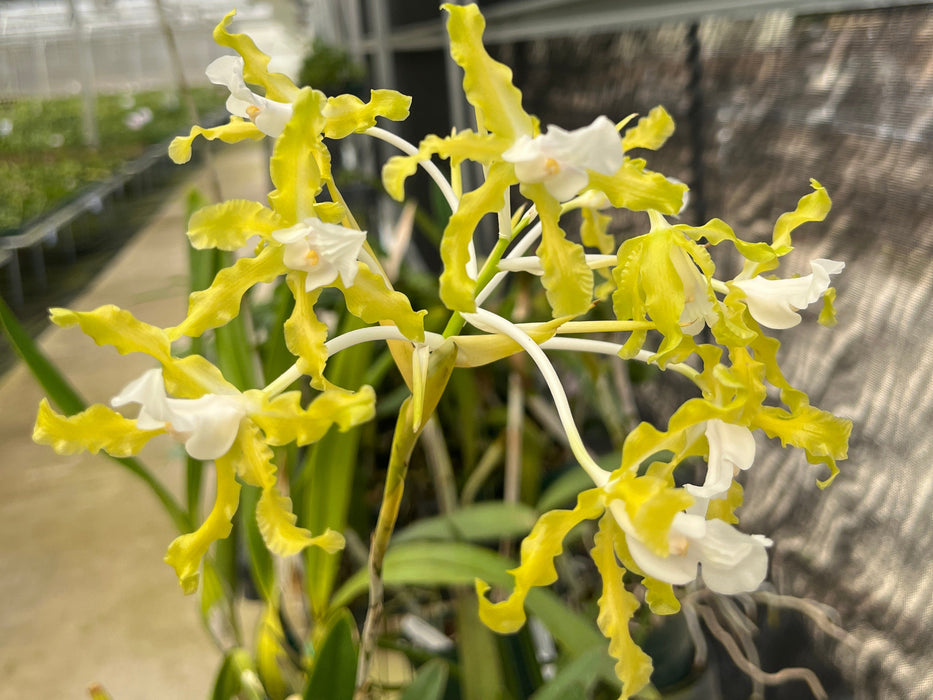 Schomburgkia undulata alba x self