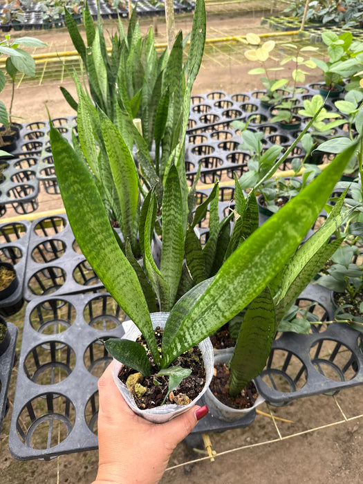 Dracaena trifasciata