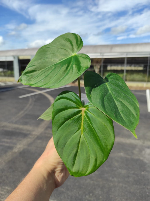 Philodendron verrucosum 2 x Philodendron pastazanum - seedling