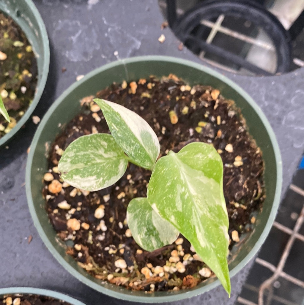 Monstera Thai Constellation Creme Brulee (seedling) — Ecuagenera