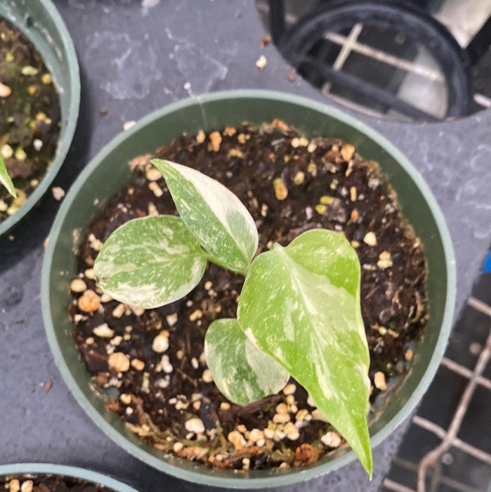 Monstera Thai Constellation Creme Brulee - seedling