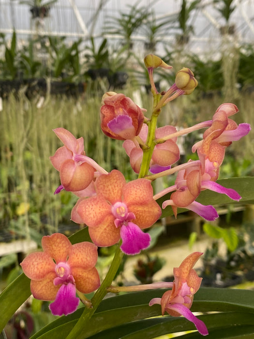 Vandachostylis Pine Rivers x Aerides flabellata