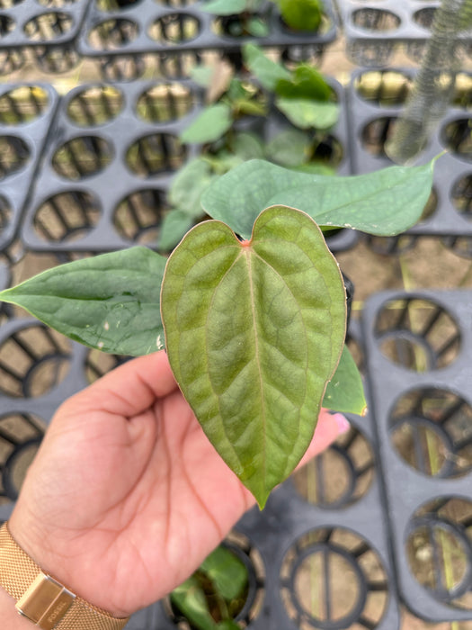 Anthurium Crystal Sky x Anthurium luxurians (XS)