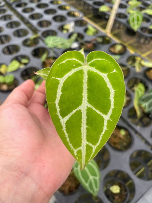 anthurium crystallinum for sale Anthurium crystallinum seedling — Ecuagenera USA Corp