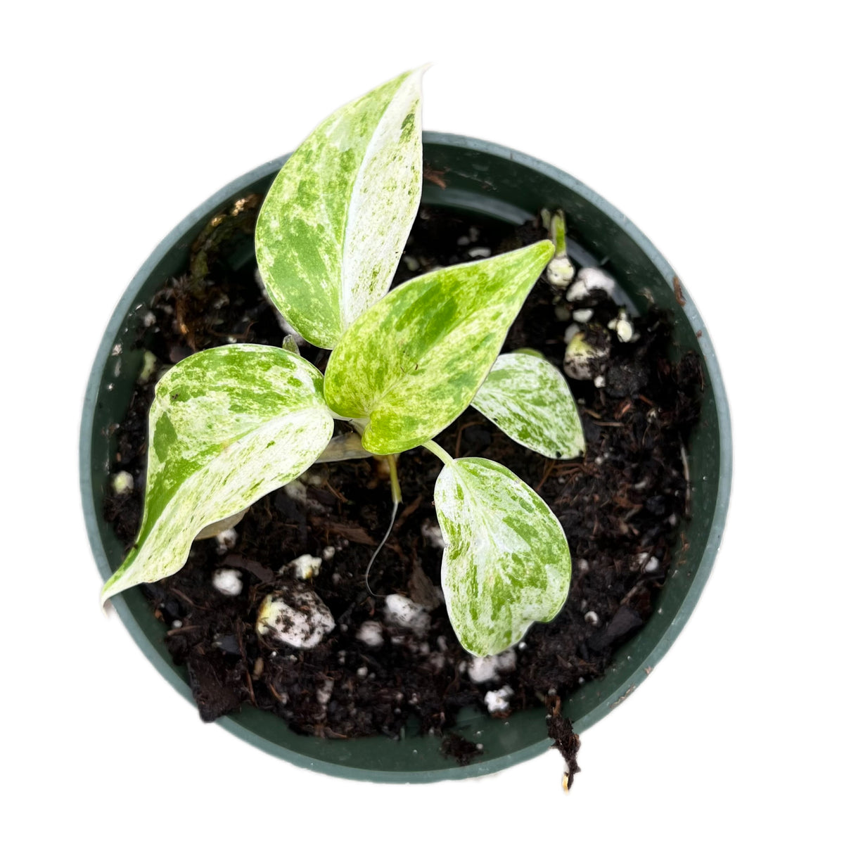 philodendron blizzard Philodendron giganteum 'Blizzard' (seedling) — Ecuagenera USA Corp