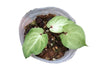 Caladium Chameleon (S)